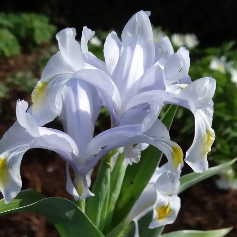 Scherpe prijs - Iris x ‘Evening Shade‘