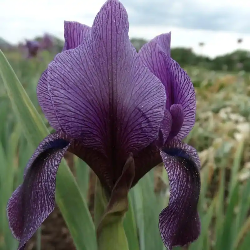 Trending - Iris x ‘Barmaley‘