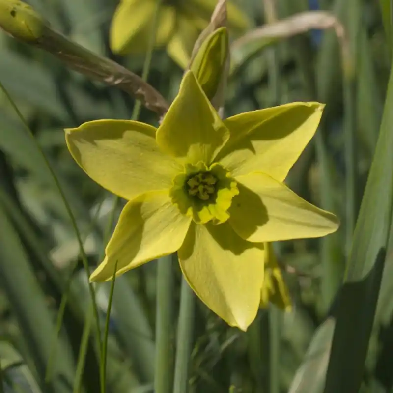 Narcissus ‘Mesa Verde‘ | Fabrieksprijs