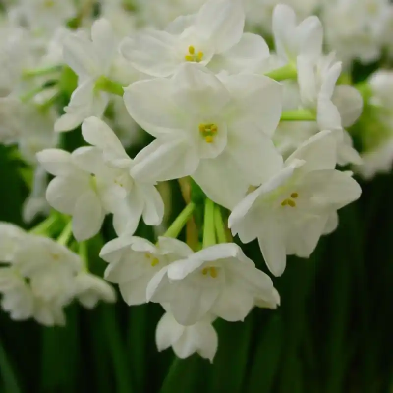 Nog enkele stuks - Narcissus ‘Paperwhite Inbal‘
