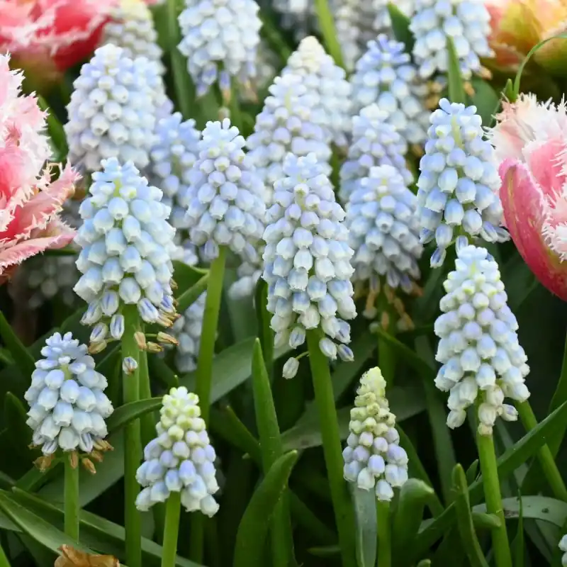 Koop vandaag | Muscari ‘Alaska‘