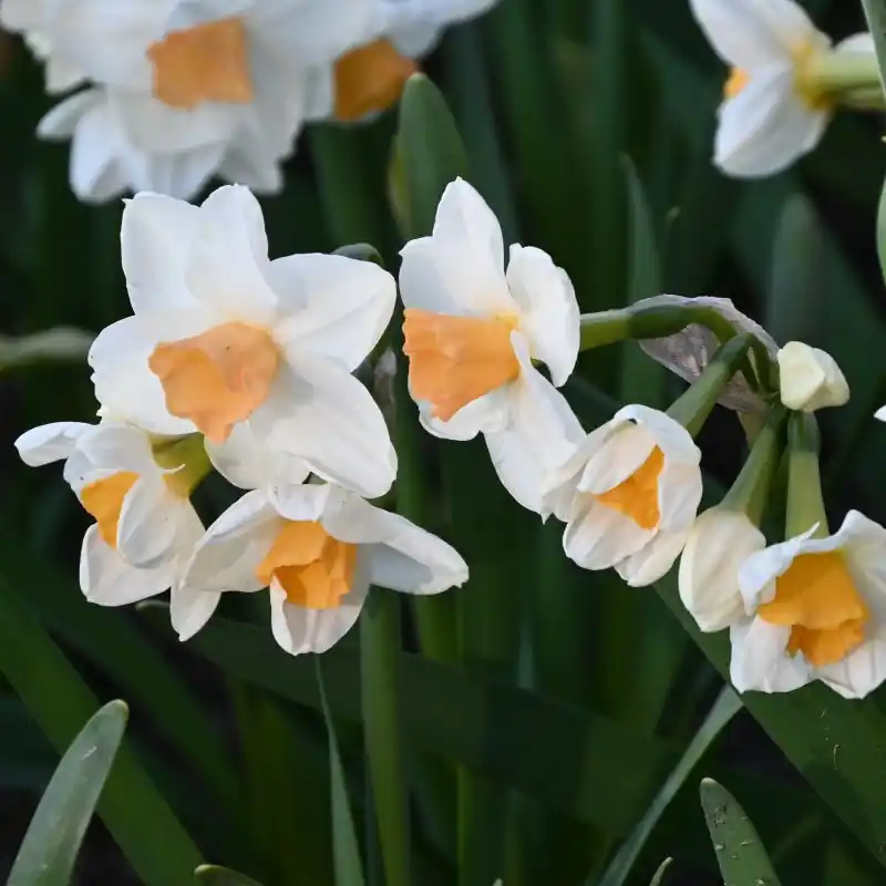 Pak je kans - Narcissus ‘Kapiti Peach‘