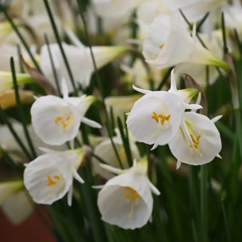 Direct bestellen | Narcissus ‘White Petticoat‘