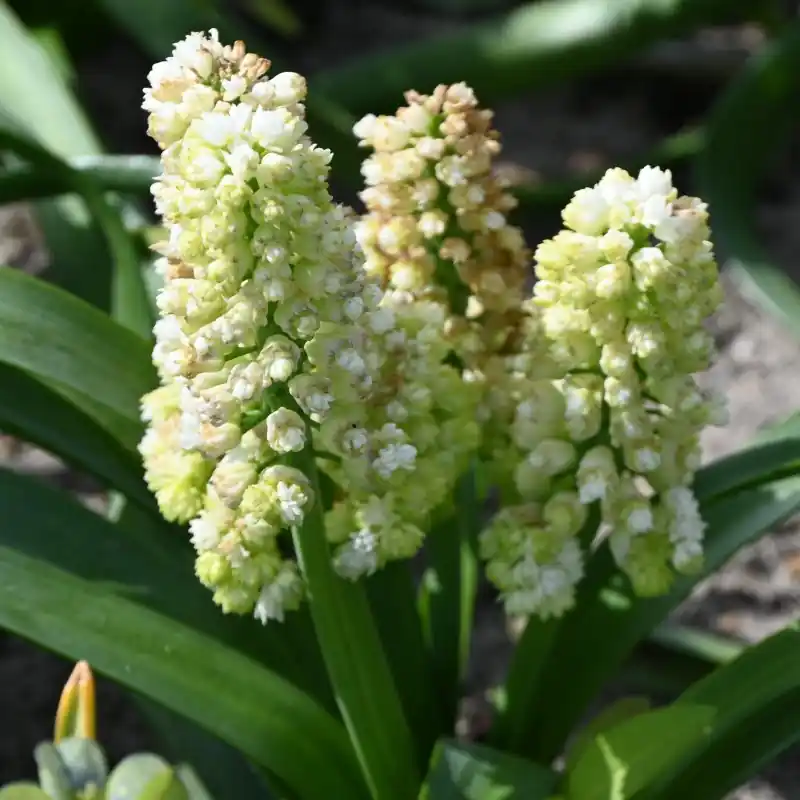 Voordeelprijs - Muscari ‘Lady Madonna‘