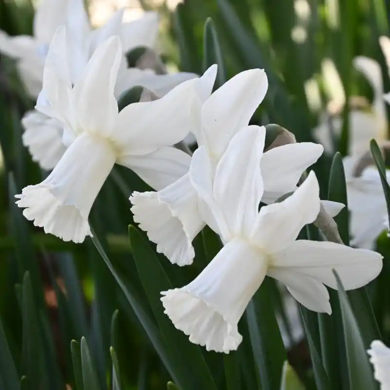 Net binnen - Narcissus ‘Lady Madonna‘