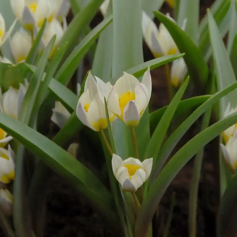 Tulipa orithyoides | Premium