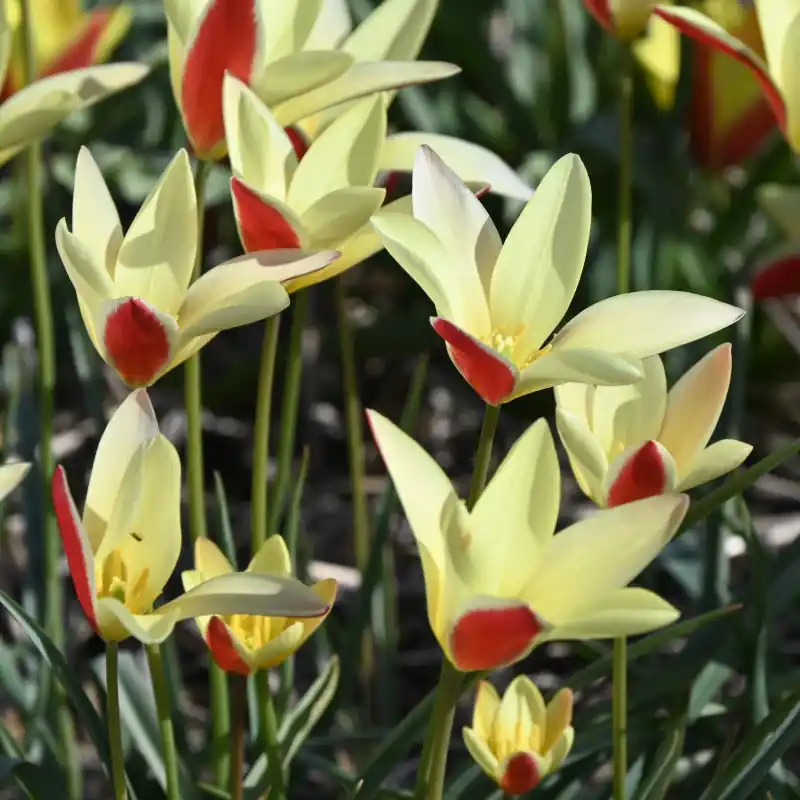 Tulipa clusiana ‘Tinka‘ - Koopje