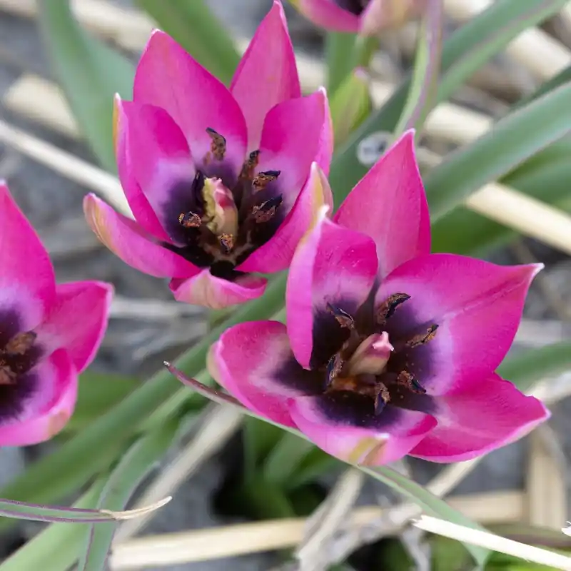 Voordelig | Tulipa humilis ‘Norah‘