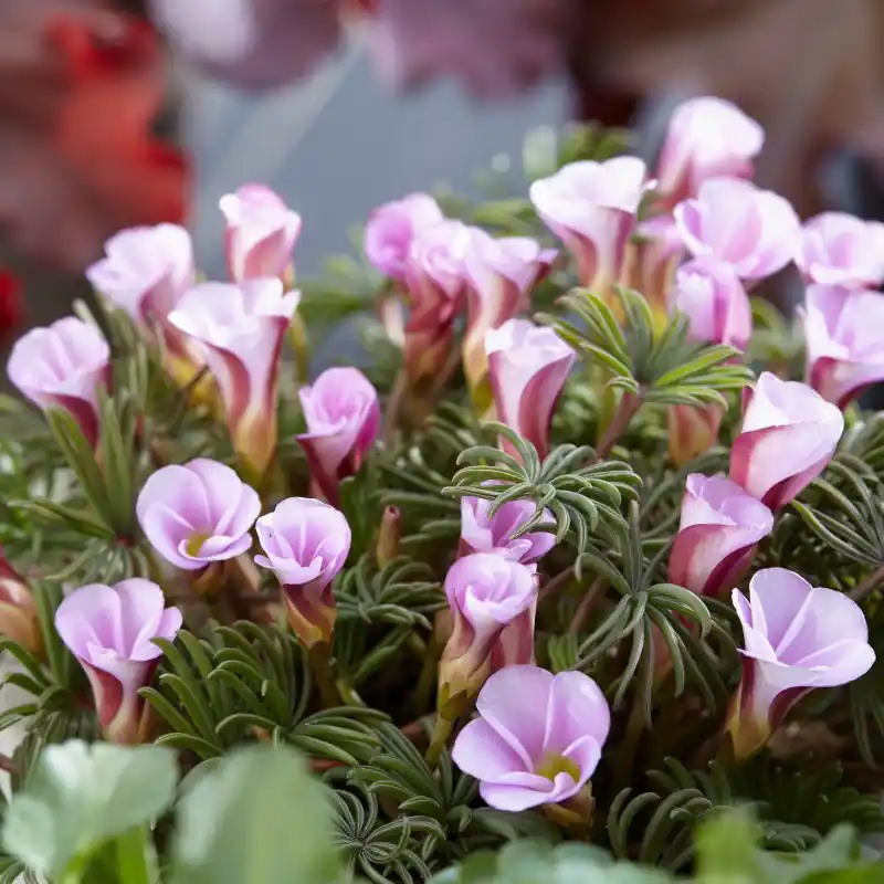 Oxalis versicolor ‘Autumn Pink‘ | Verlaagde prijs