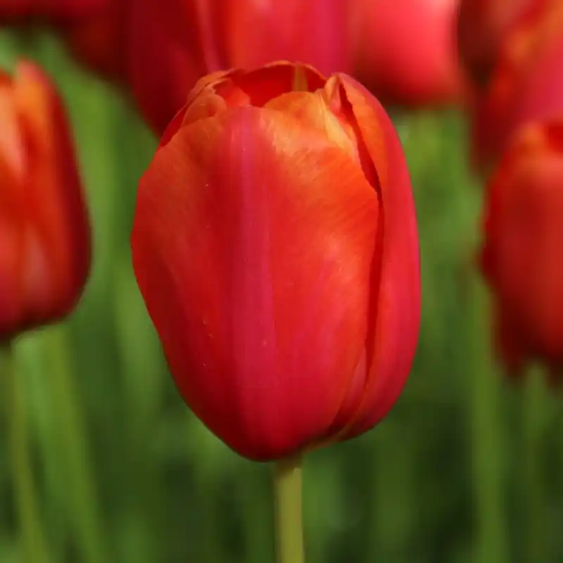 Favoriet van klanten | Tulipa ‘Avignon‘