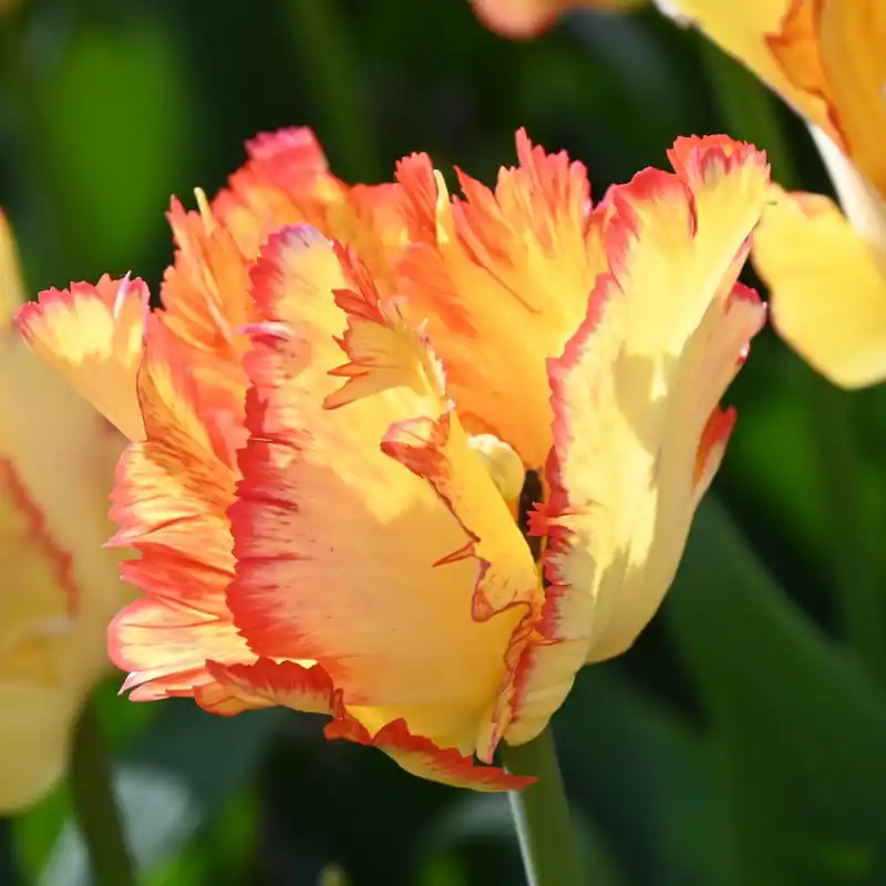 Tulipa ‘Caribbean Parrot‘ | Dagdeal