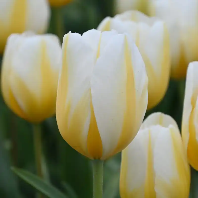 Tulipa ‘Lemon Chiffon‘ | Nieuw in de shop