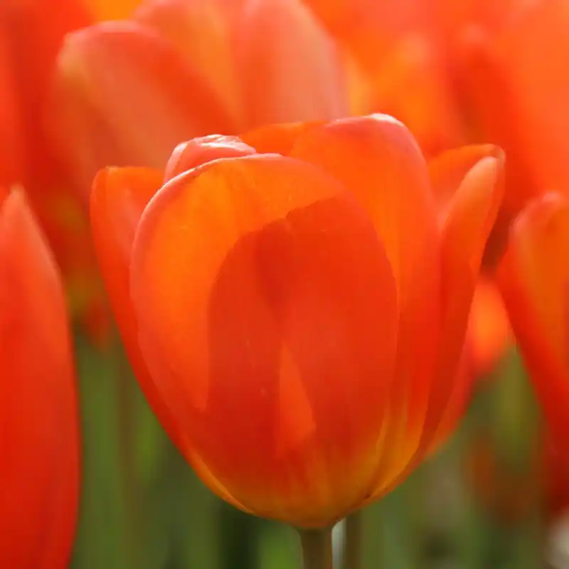 Tulipa ‘Lighting Sun‘ - Topdeal