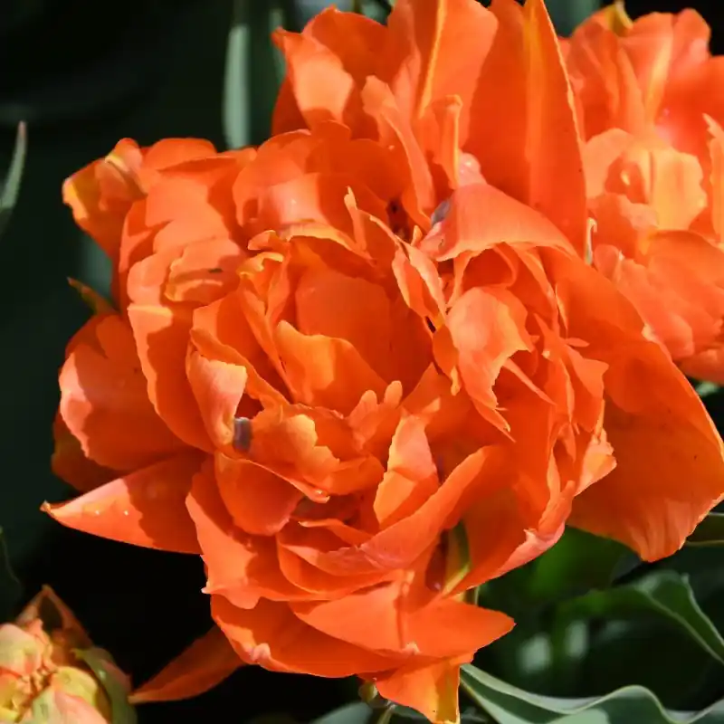 Tulipa ‘Orca‘ | Nog maar enkele beschikbaar
