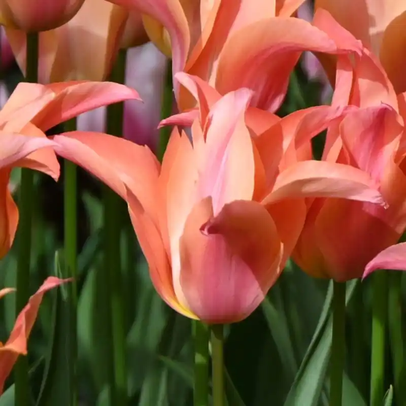 Tulipa ‘Marianne‘ | Erg populair