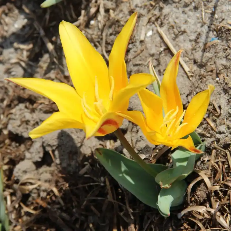 Tulipa berkariense - Online bestelbaar