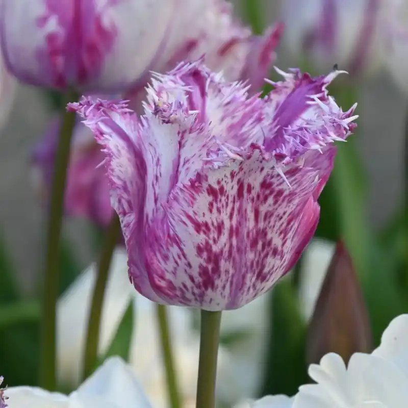 Extra voordeel - Tulipa ‘Purple Circus‘