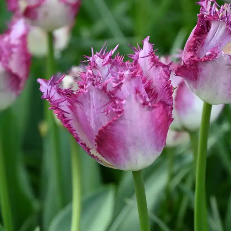 Tulipa ‘Passion Play‘ - Veel voordeel