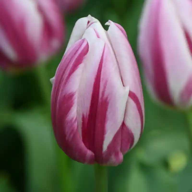 Tulipa ‘Bojangles‘ - Nieuw in de shop