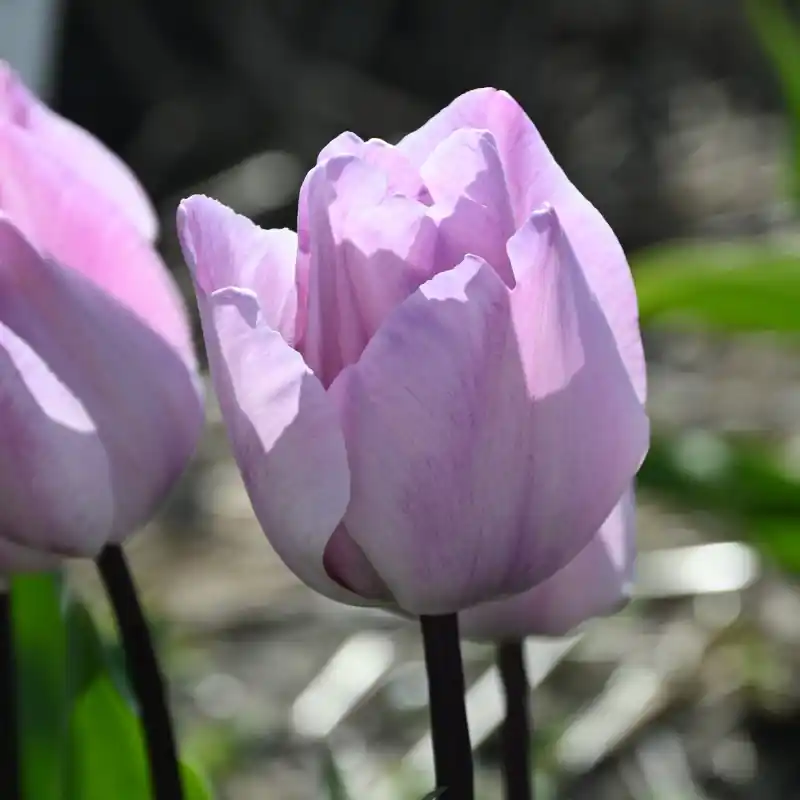 Tulipa ‘Jacuzzi‘ - Lage prijs