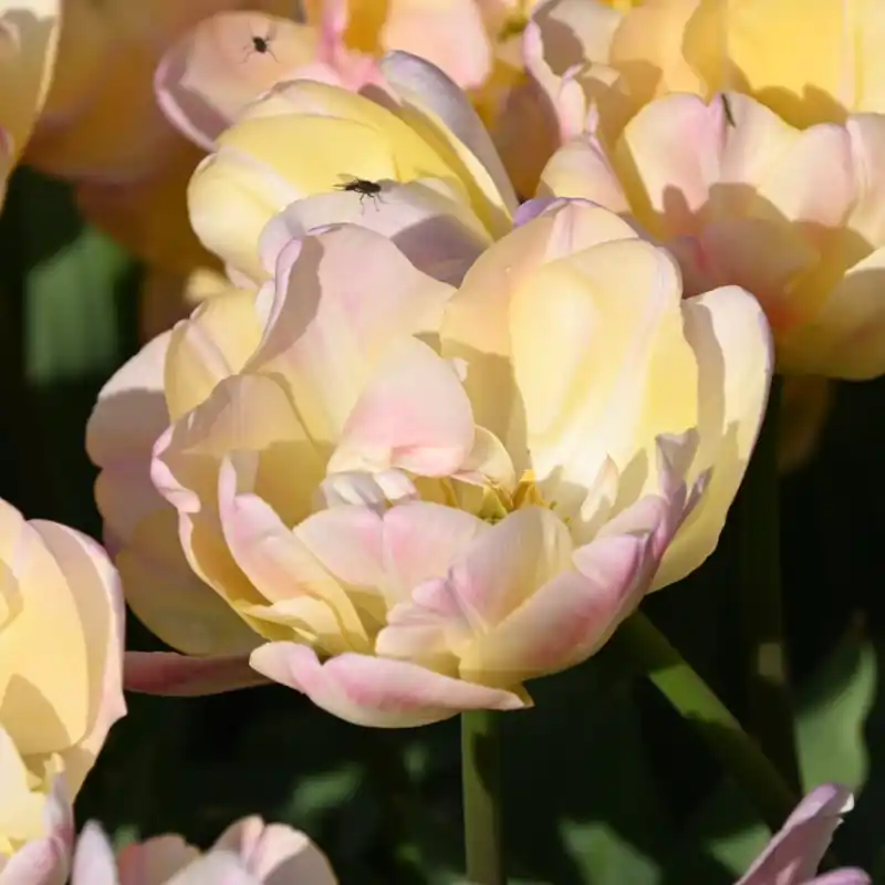 Actieprijs | Tulipa ‘Creme Upstar‘
