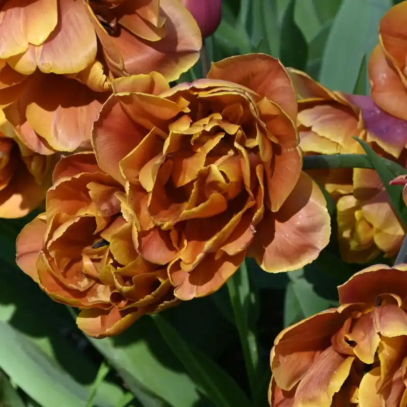 Beperkte voorraad - Tulipa ‘Brasil‘
