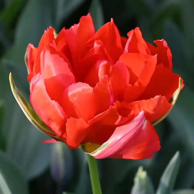 Tulipa ‘Love Valley‘ | Voordelig