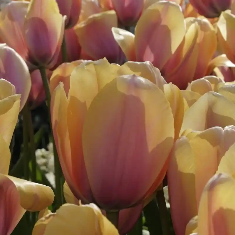Tulipa ‘Blushing Impression‘ | Speciale deal