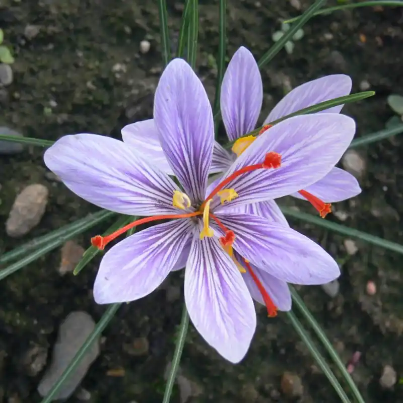 Dagdeal - Crocus cartwrightianus var. creticus