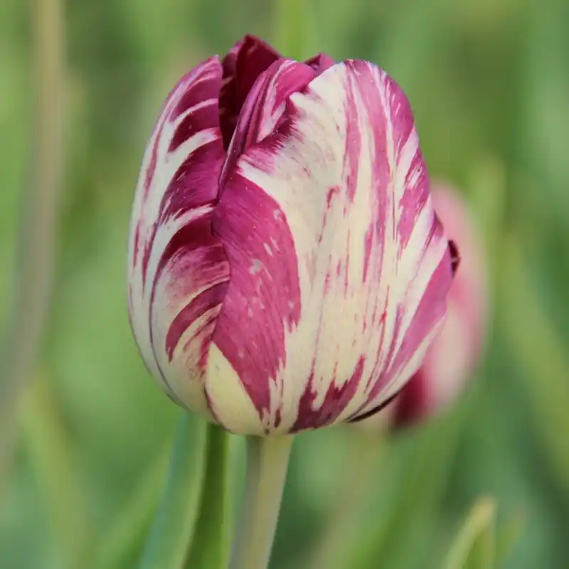 Prijsverlaging - Tulipa ‘Kievitseitje‘