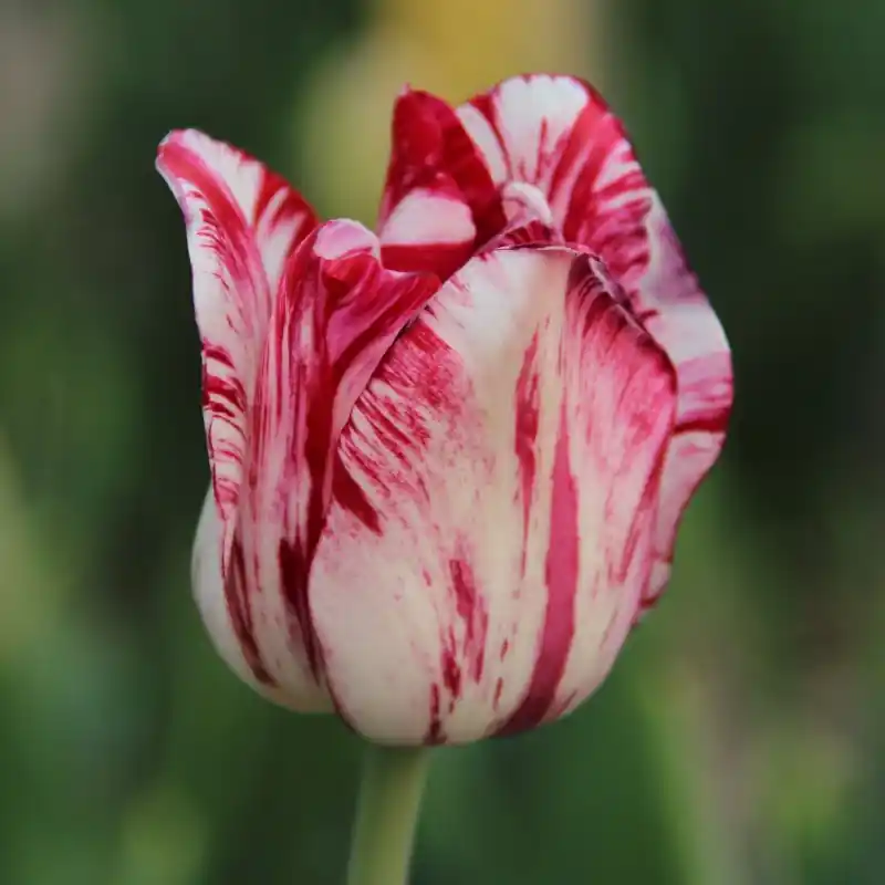 Snelle levering | Tulipa ‘Mary Stuart‘