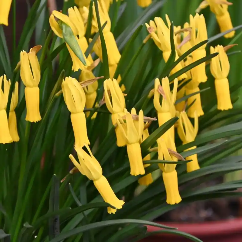 Online bestelbaar - Narcissus cyclamineus