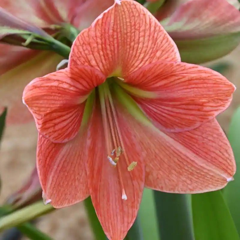 Hippeastrum ‘Terra Cotta Star‘® - Topdeal
