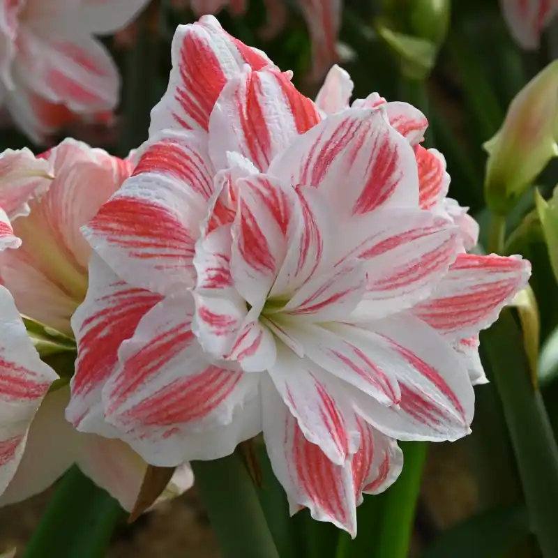 Nieuw binnen | Hippeastrum ‘Amazing Belle‘®