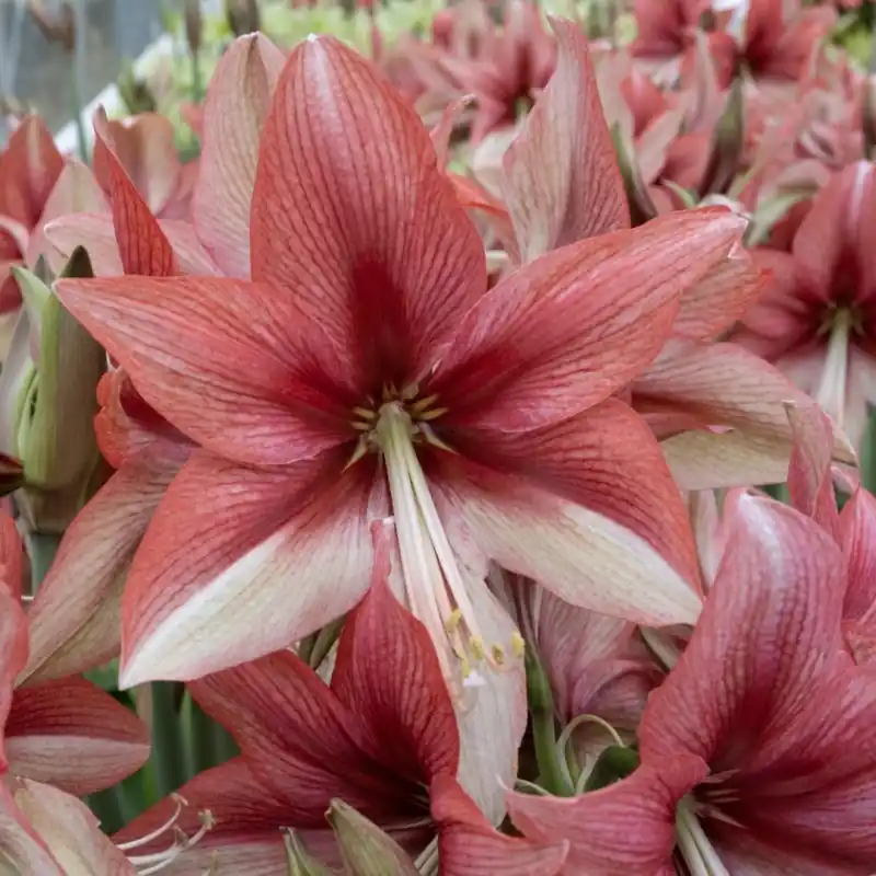 Hippeastrum ‘Pink Amazone‘ ® - Flitsaanbieding