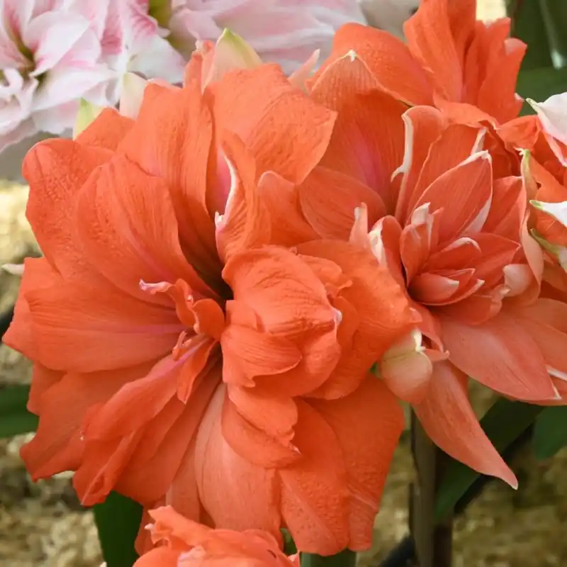 Hippeastrum ‘Coral Belle‘® - Premiumkwaliteit