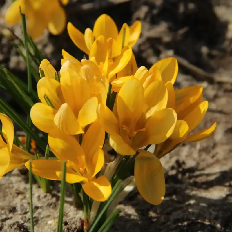 Hoge kwaliteit - Crocus chrysanthus ‘Dorothy‘
