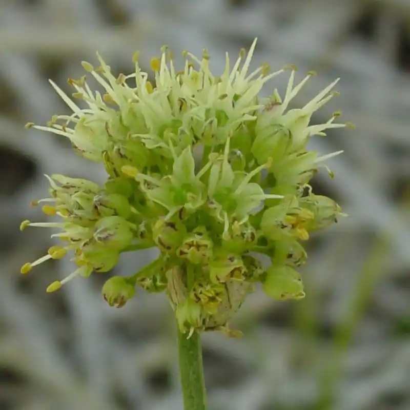 Bijna uitverkocht | Allium ericetorum
