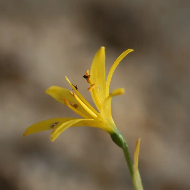 Narcissus cavanillesii | Opruiming