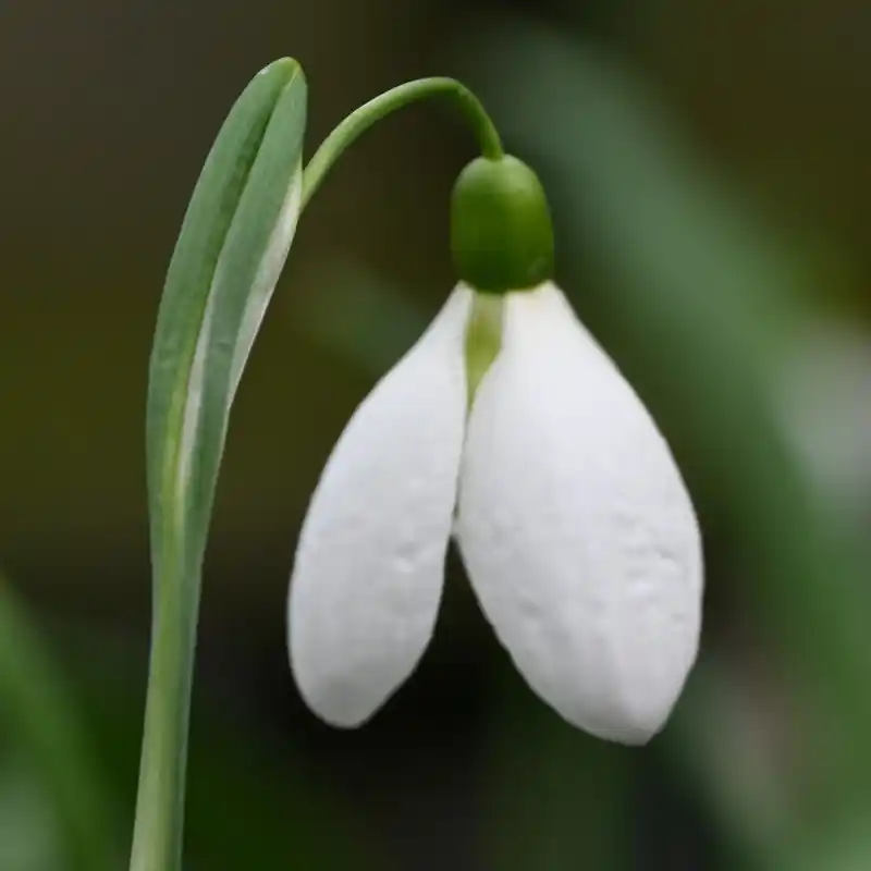 Galanthus ‘Chantry Taffeta‘ | Aanbieding loopt bijna af