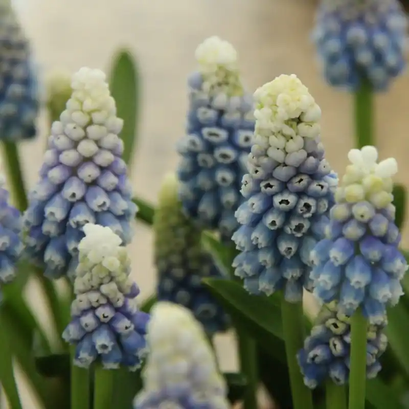 Muscari ‘Mountain Lady‘ | Superprijs