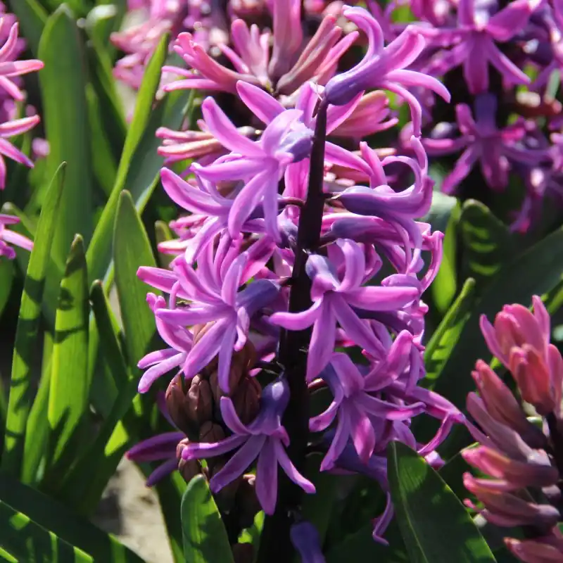 Hyacinthus orientalis ‘Paul Herman‘ | Expreslevering