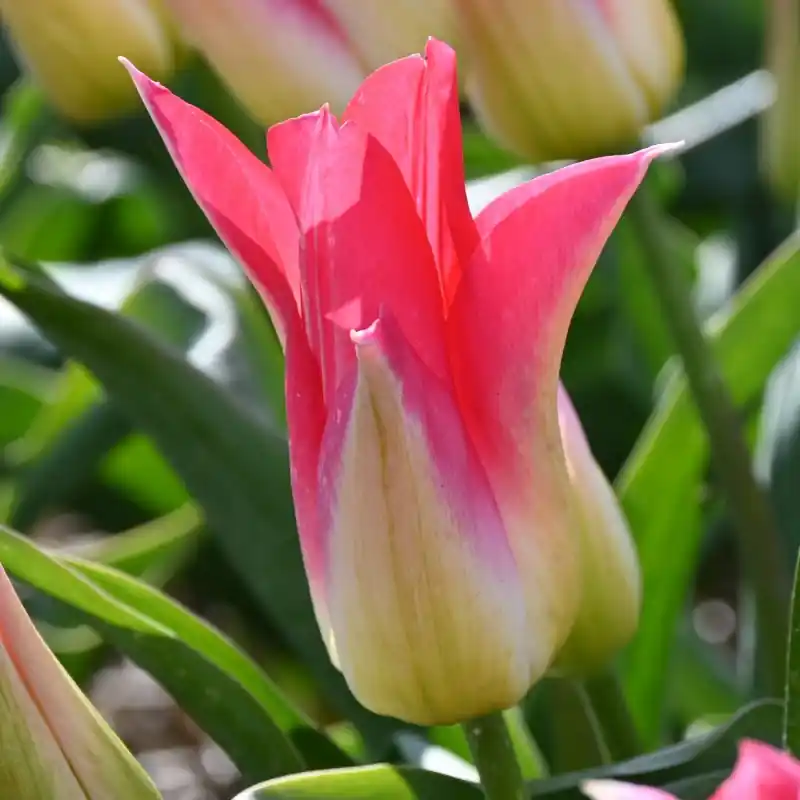 Tulipa ‘Love Story‘ - Vanaf nu beschikbaar