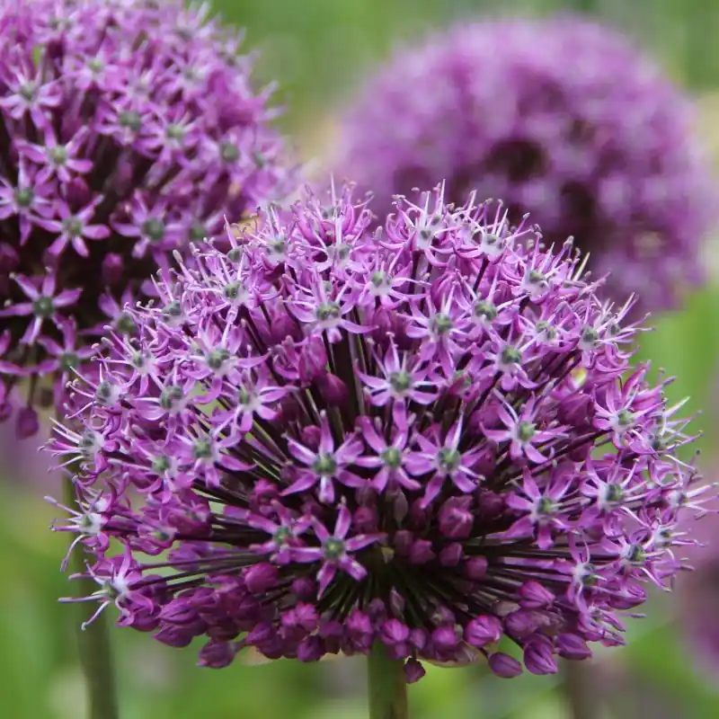 Actie | Allium ‘Venus‘
