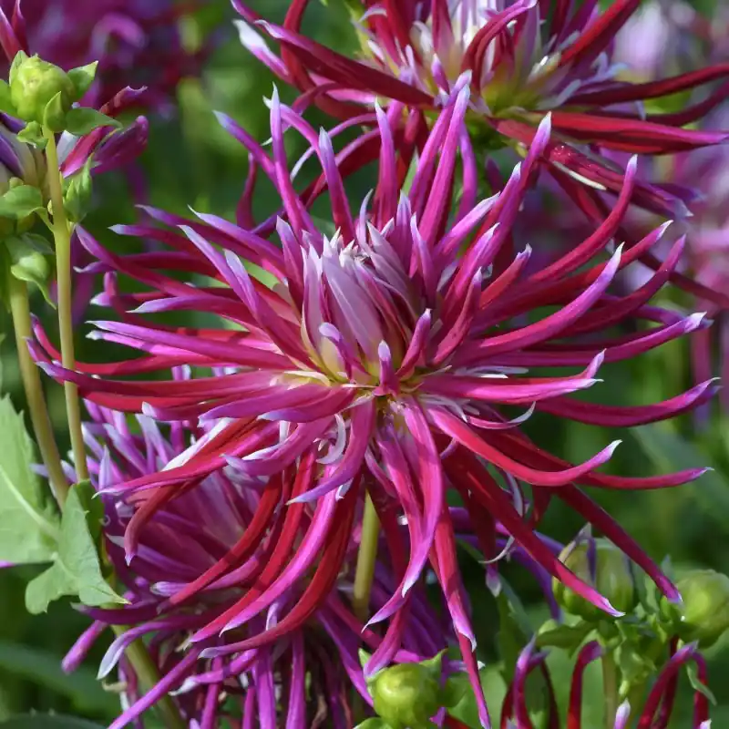 Actie loopt bijna af | Dahlia ‘Hollyhill Spiderwoman‘
