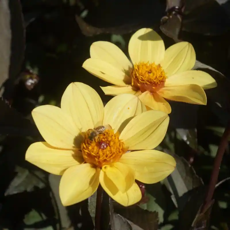 Net gelanceerd - Dahlia ‘Happy Single Party‘ ®