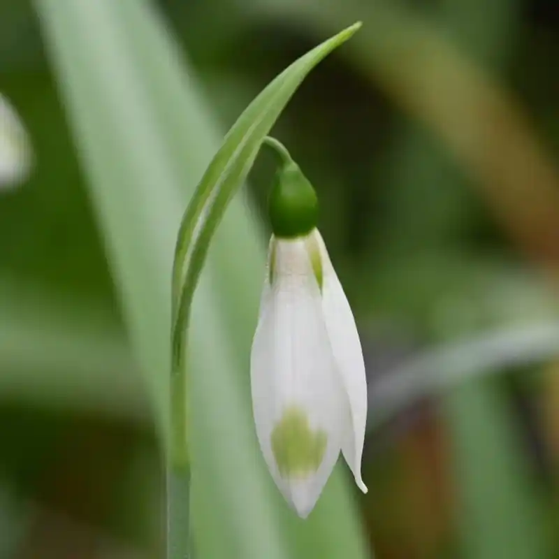 Speciale deal - Galanthus ‘Moya‘s Green‘