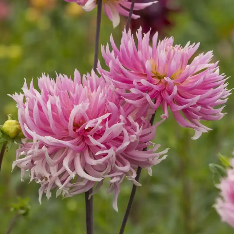 Dahlia ‘Hollyhill Cotton Candy‘ - Koopje