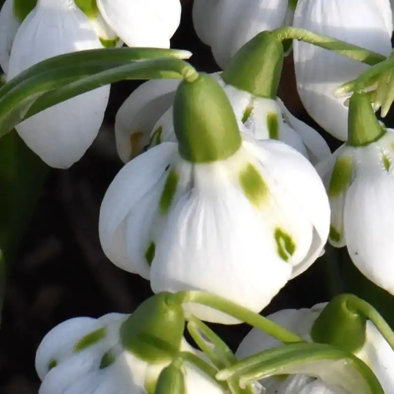 Tijdelijke actie | Galanthus ‘Bernhard Rollich‘