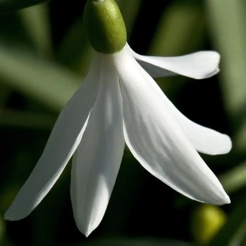 Prijsverlaging - Galanthus ‘Francesca de Grammont‘